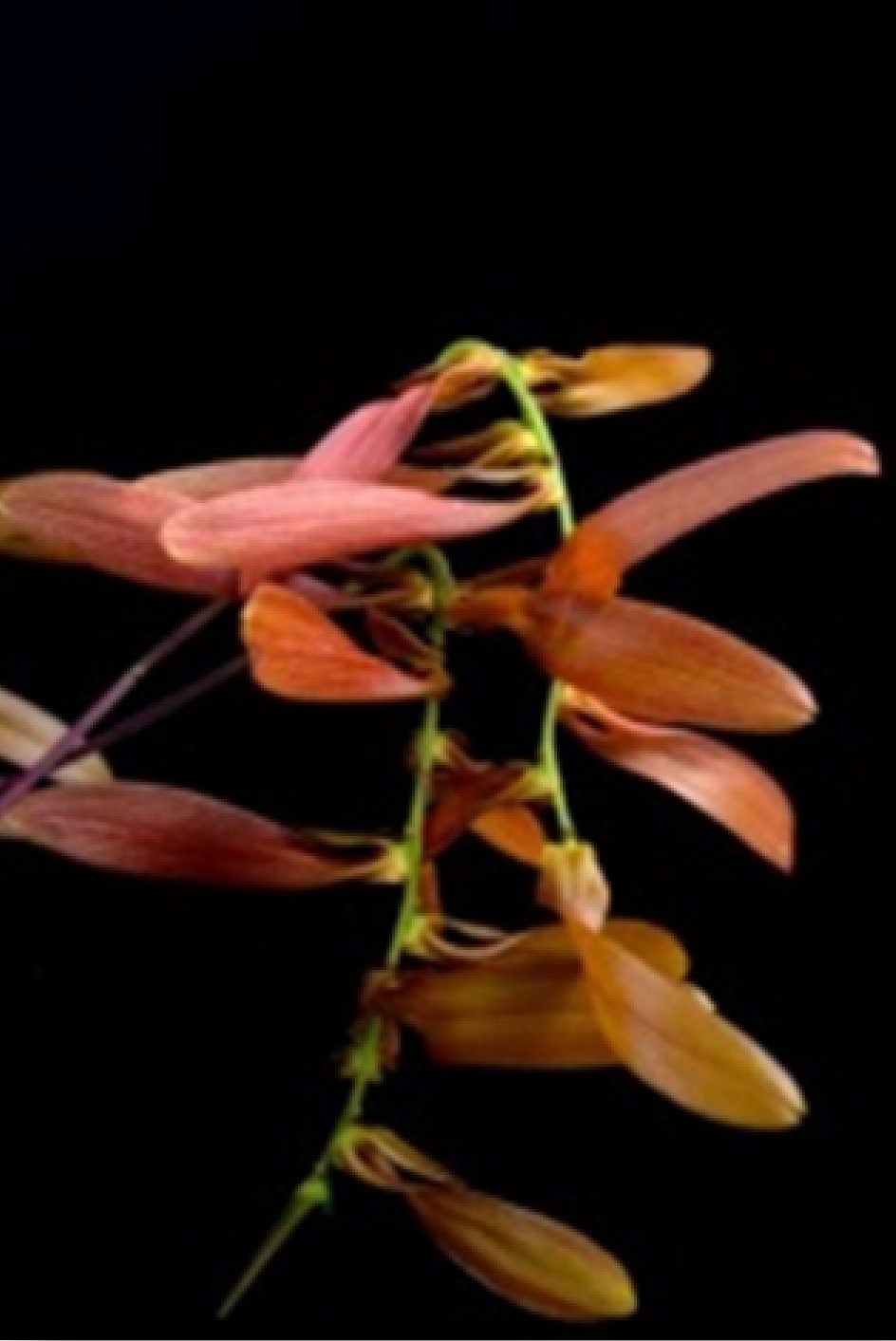 Bulbophyllum khaoyaiense