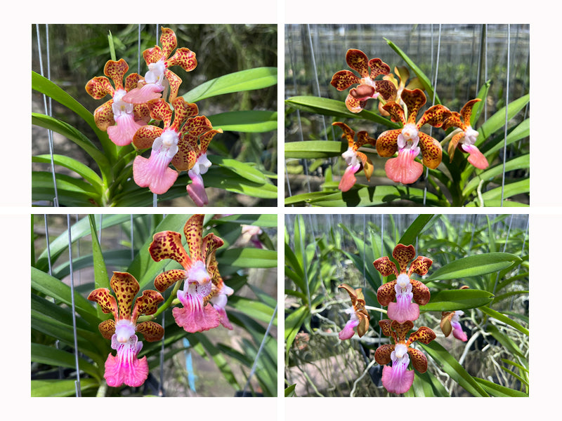 Papilionanda Jairak Fragrance