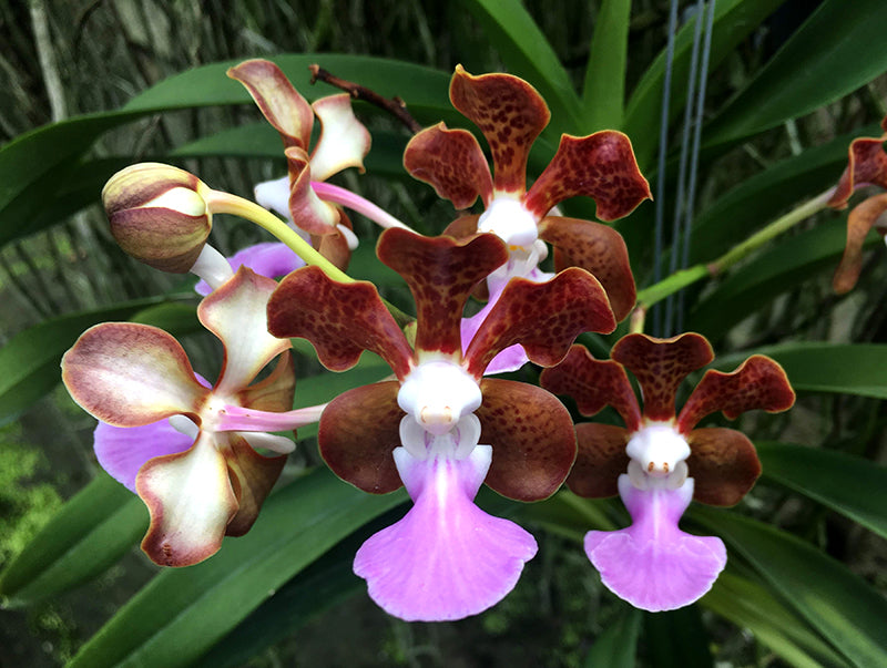 Vanda insignis