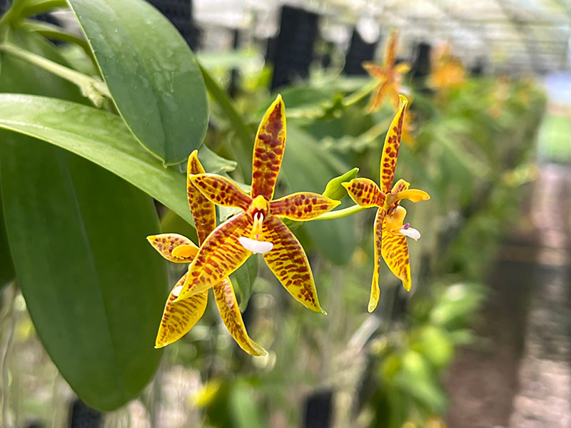 Phalaenopsis cornu-cervi 'XXL'