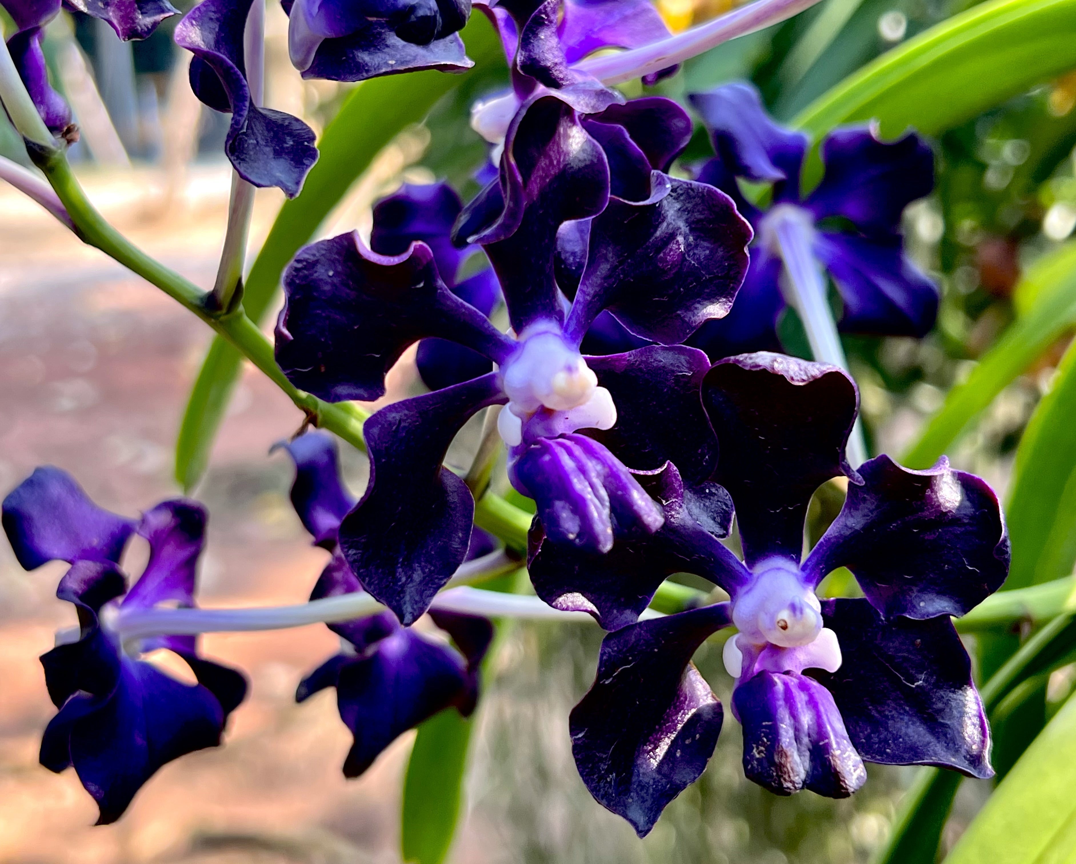 Vanda Dark Black Knight