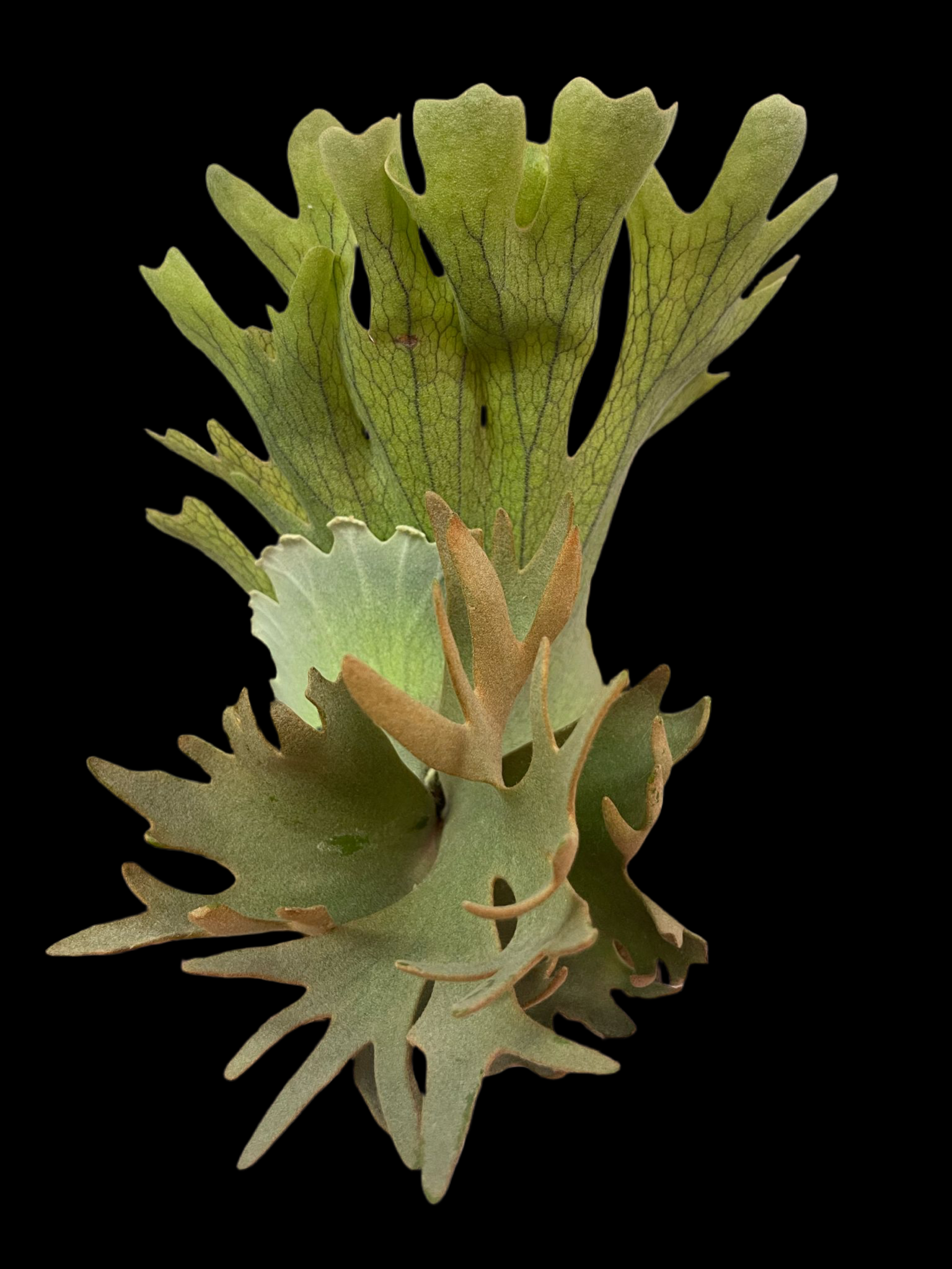 Platycerium willinckii "Bacteria"DWARF (Small Plant)