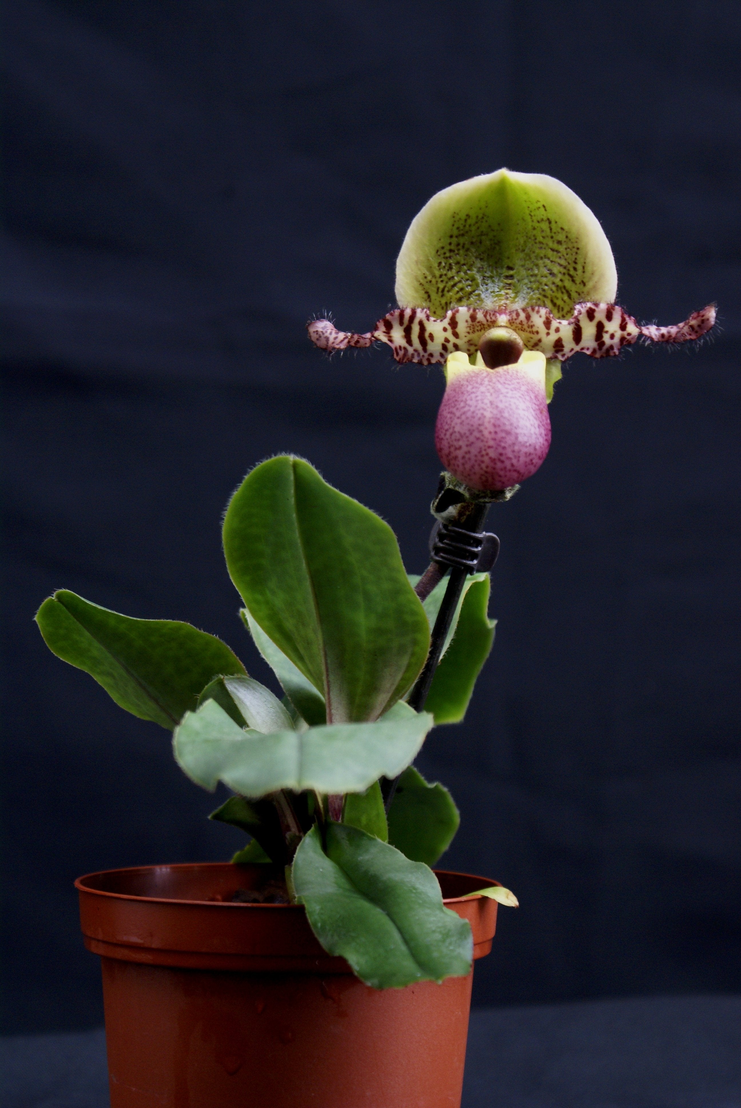 Paphiopedilum Pinocchio 4N