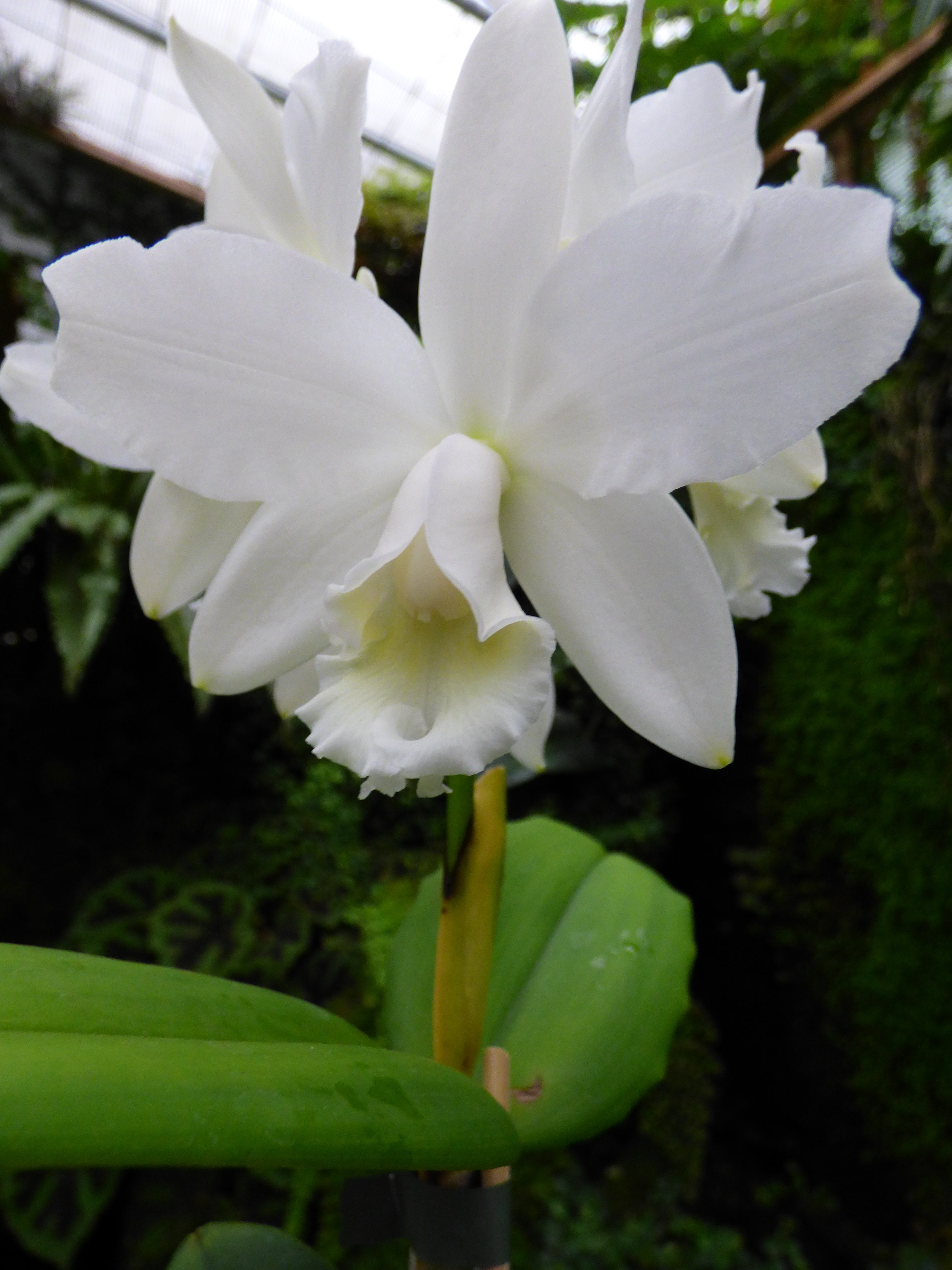 Cattleya intermedia var. Albo