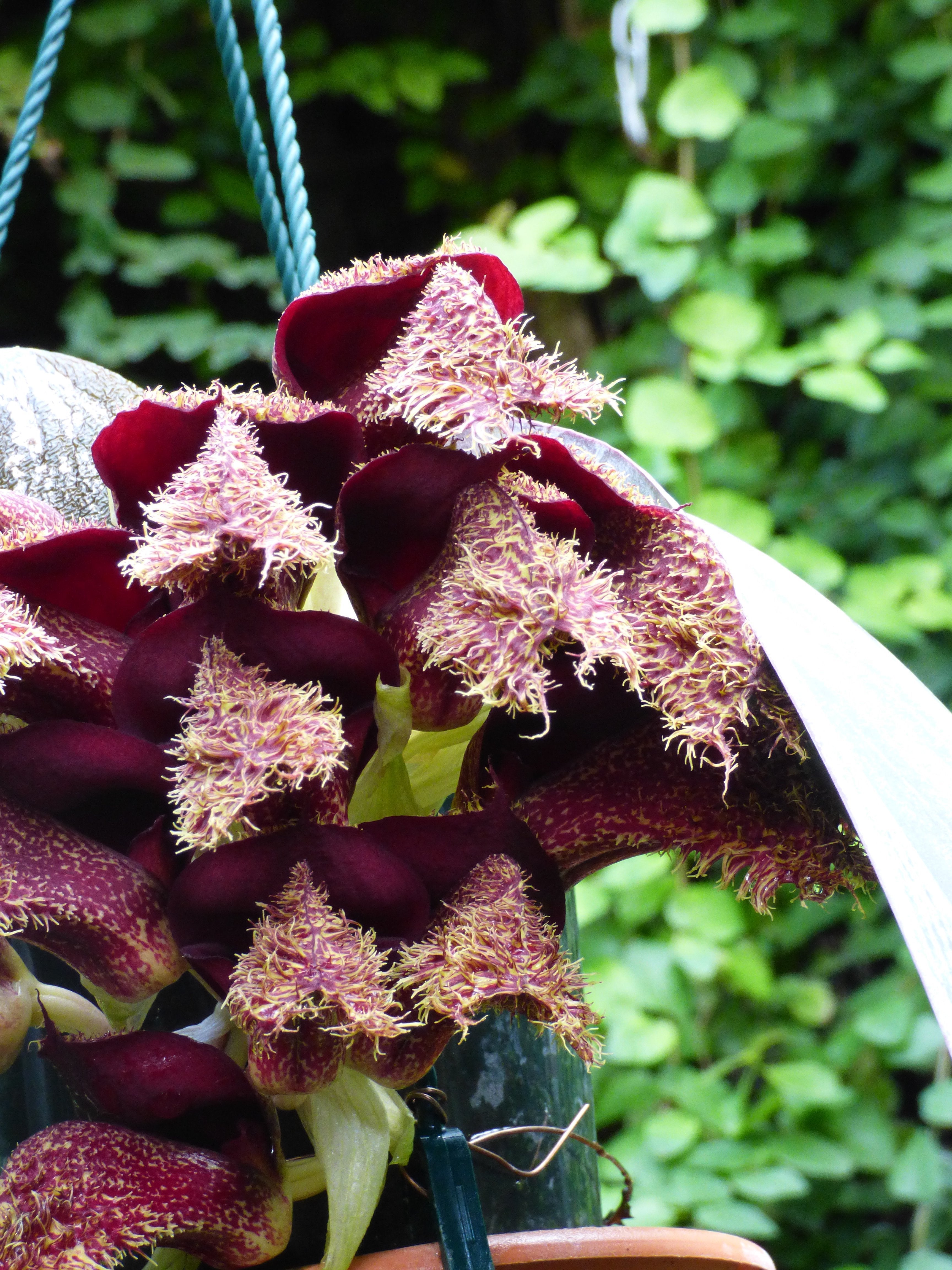 Bulbophyllum phalaenopsis (Großer pflanze)