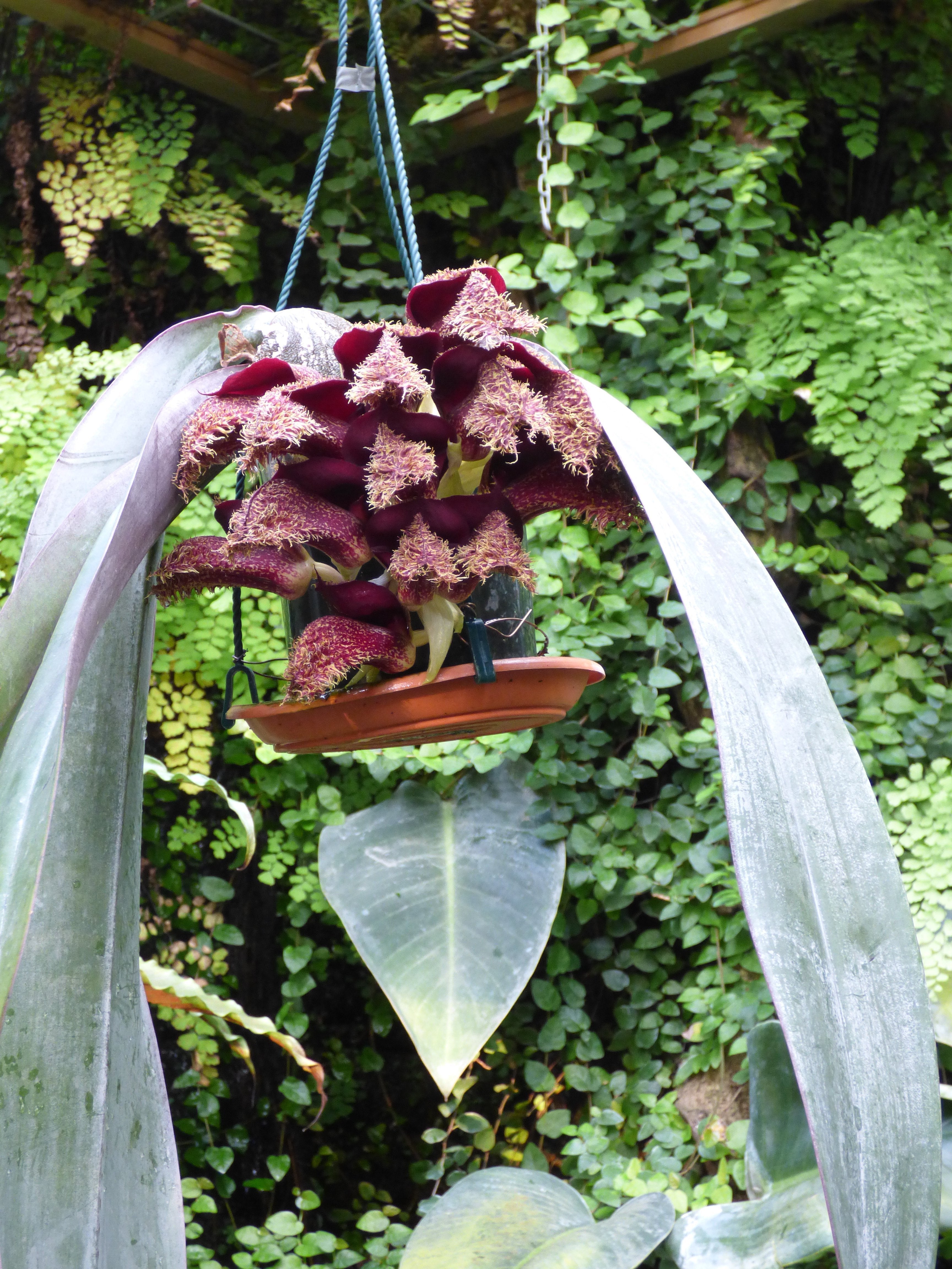 Bulbophyllum phalaenopsis (Big Plant)