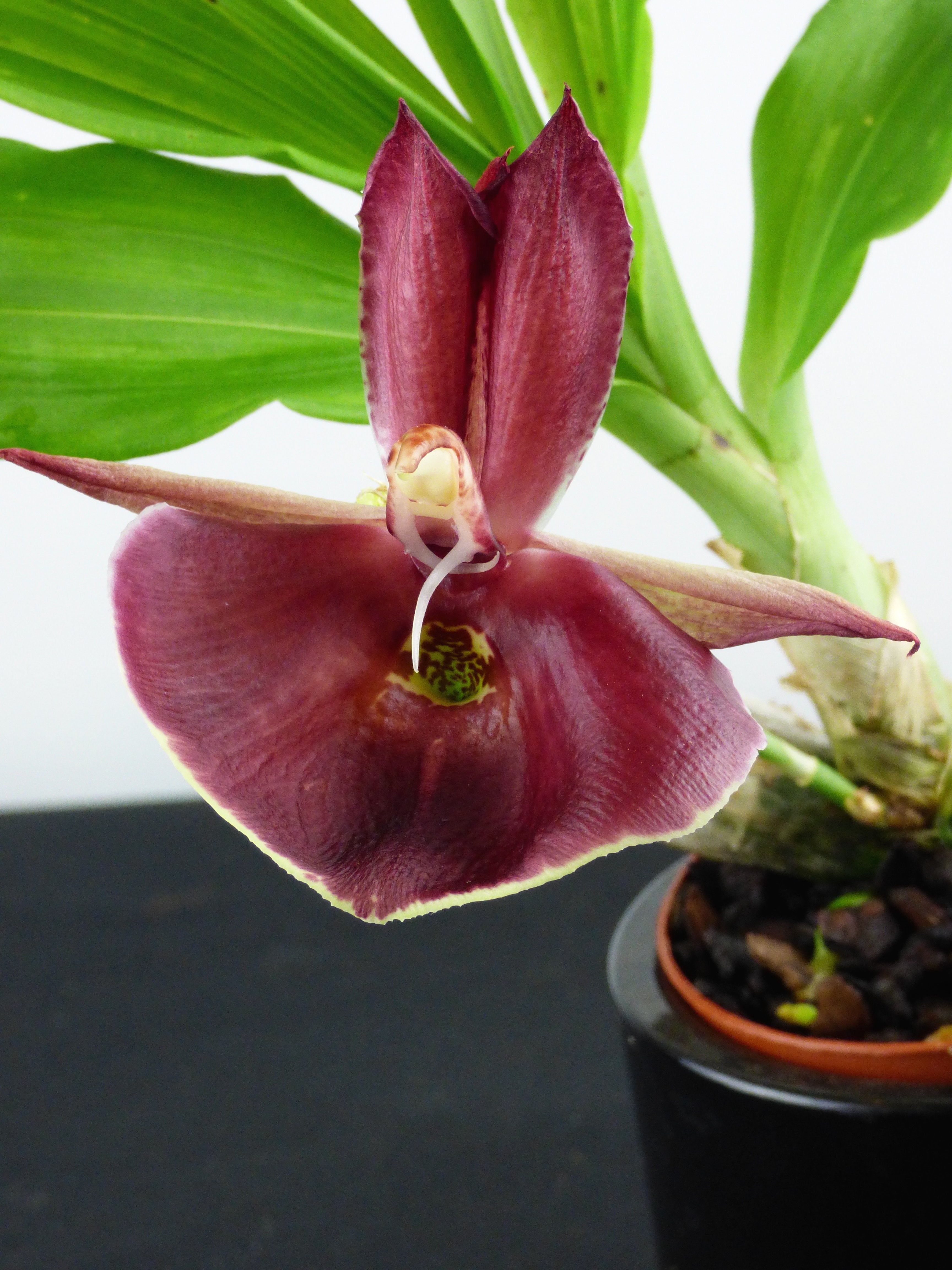 Catasetum pileatum "Pierre Couret" x pileatum "Red Pena" HCC/AOS