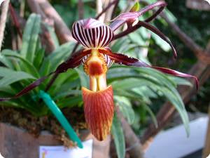 Paphiopedilum wilhelminae