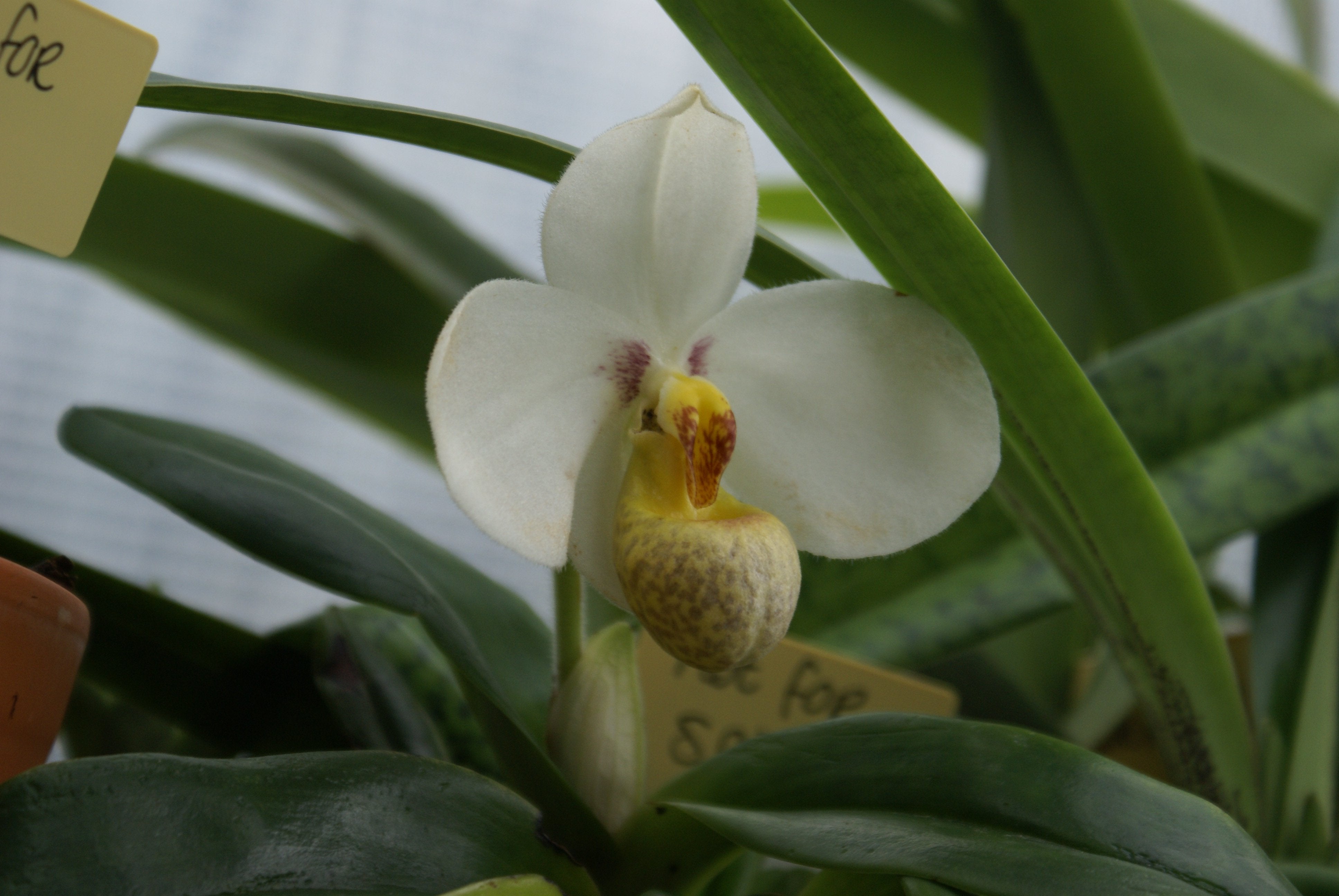 Paphiopedilum emersonii