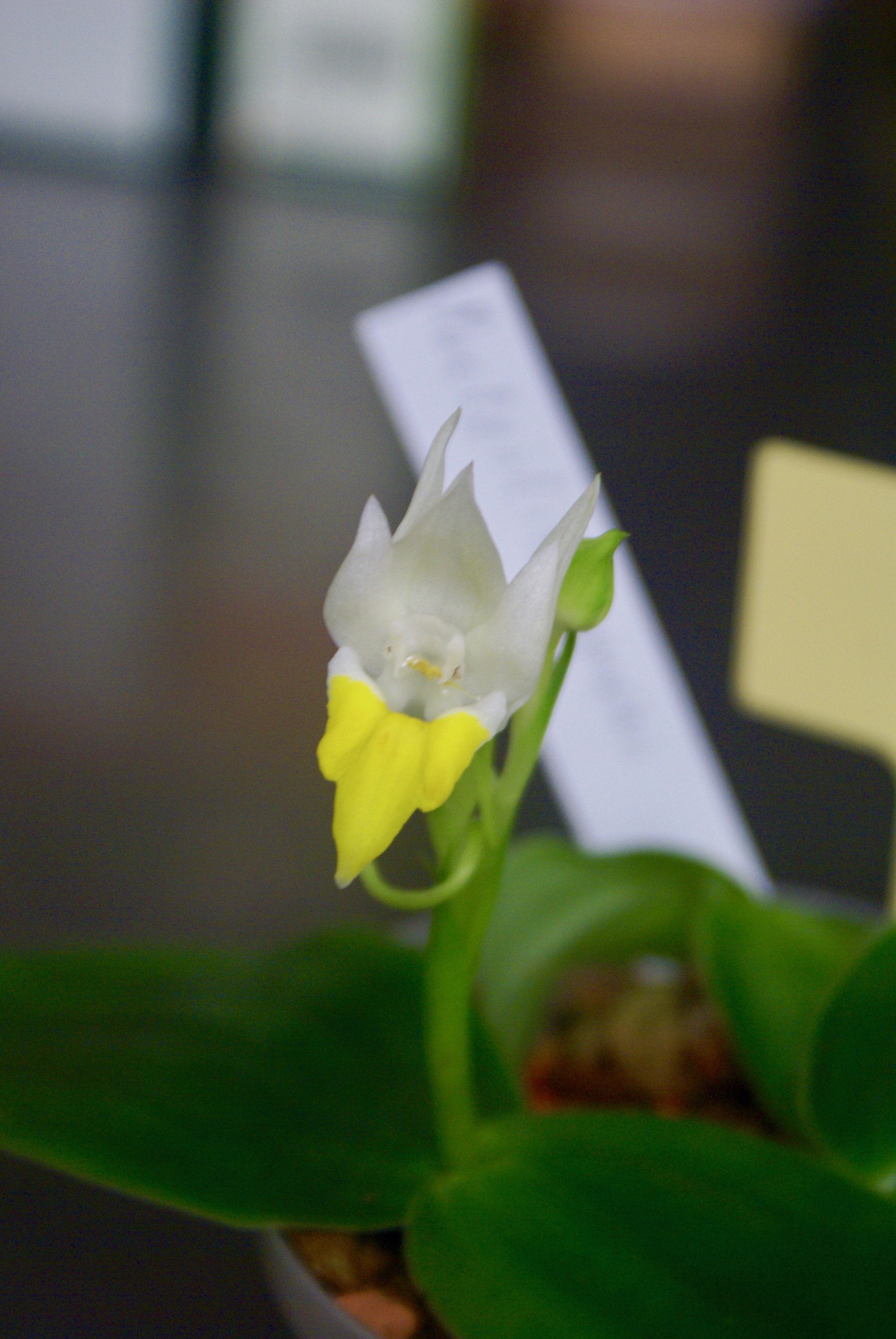 Pecteilis sargarikii