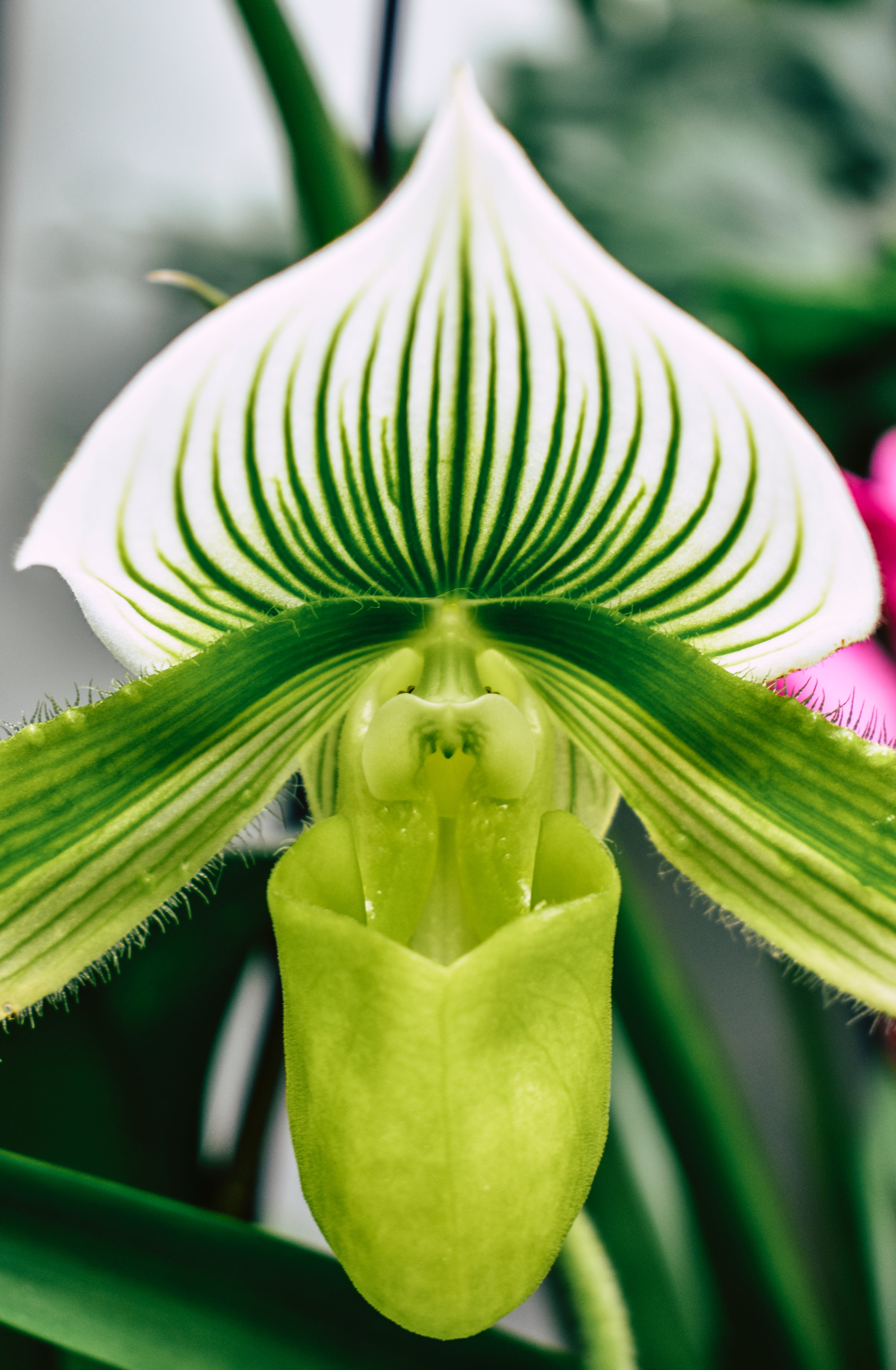 Paphiopedilum callosum alba