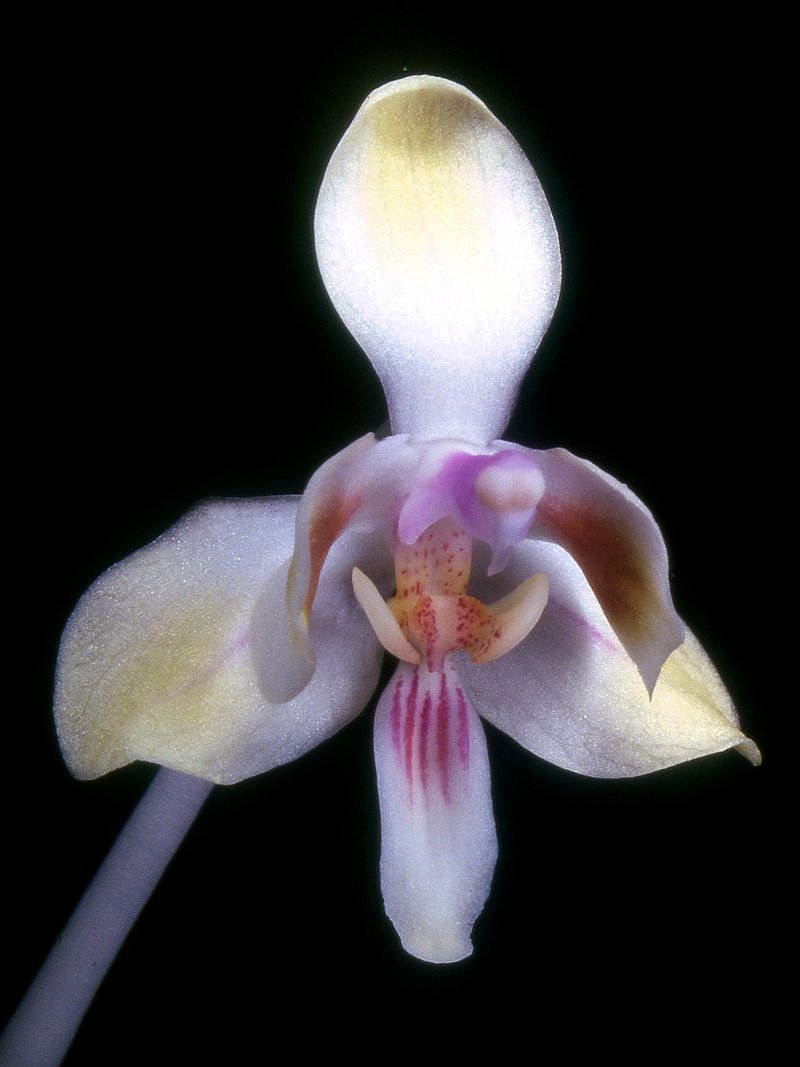 Phalaenopsis celebensis