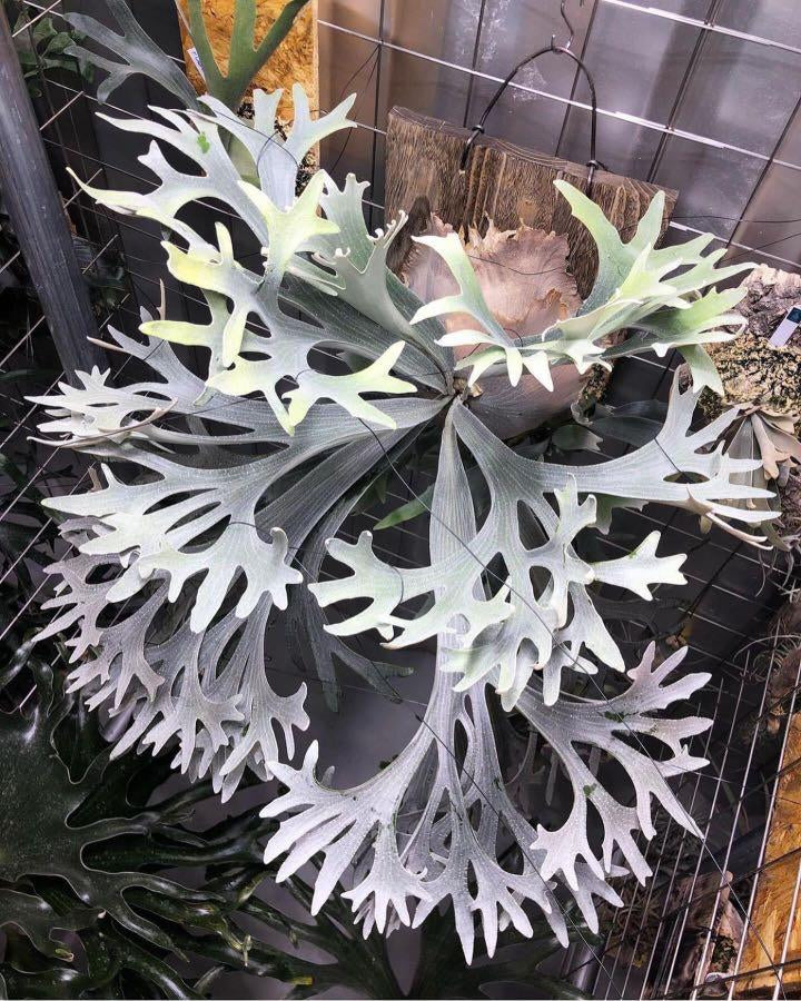 Platycerium Bifurcatum sp White