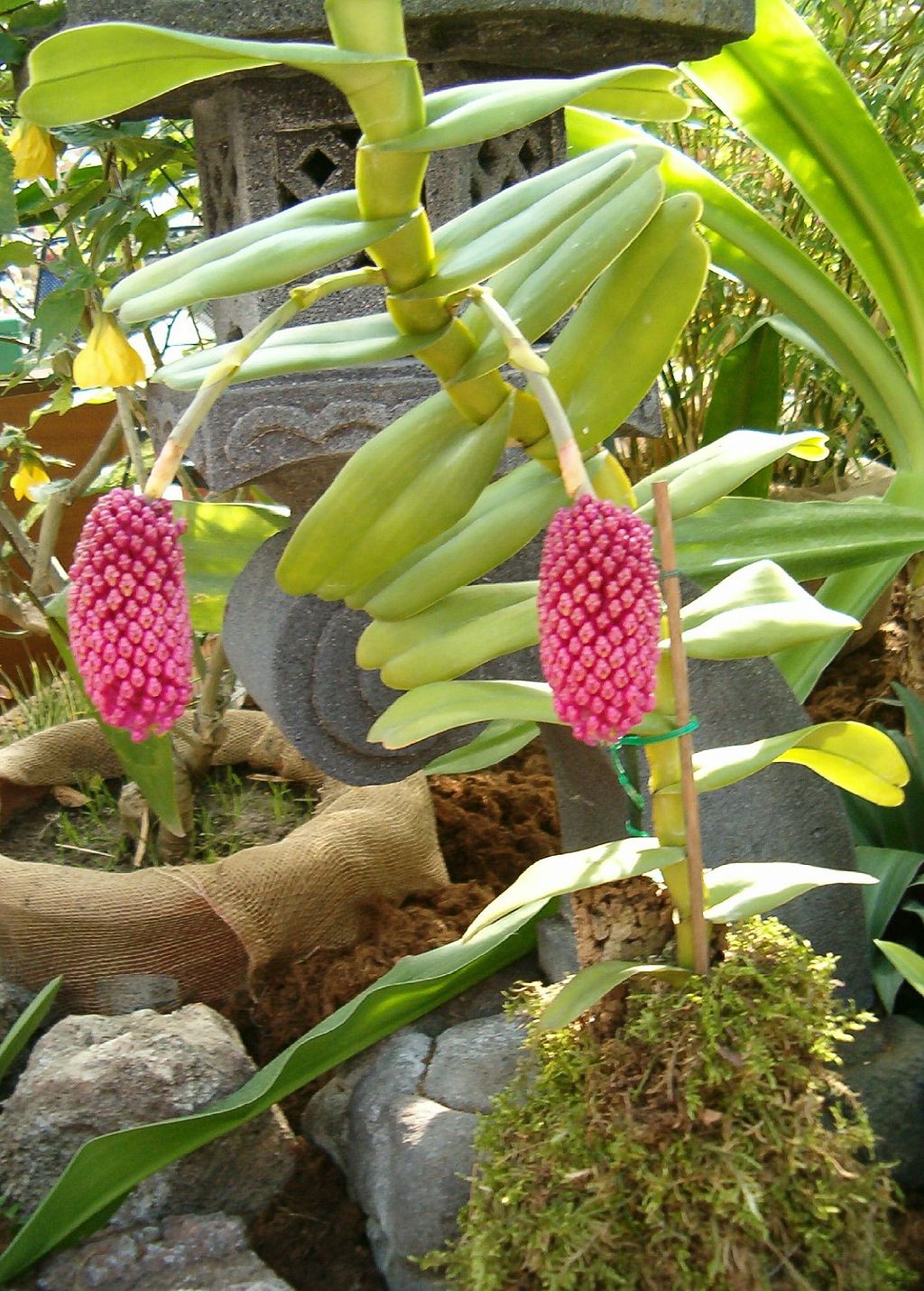 Robiquetia cerina 'Red'