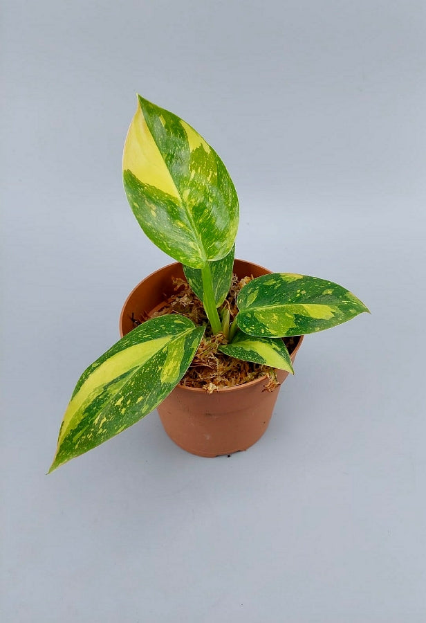 Philodendron Green Congo Marble Variegated "Groß"