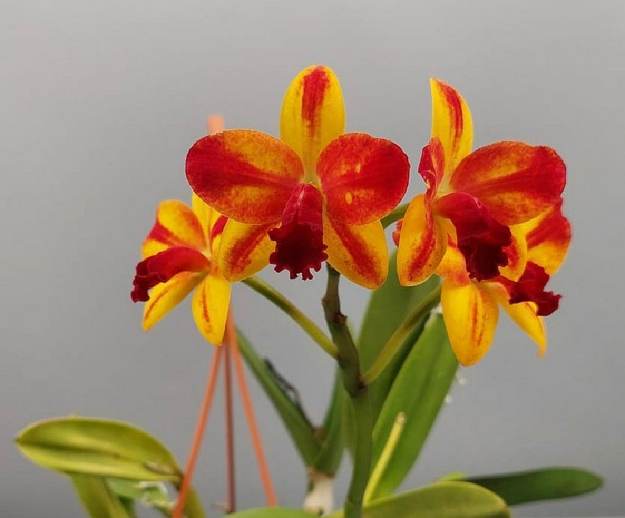 Slc. Barefoot Mailman 'Rainbow'