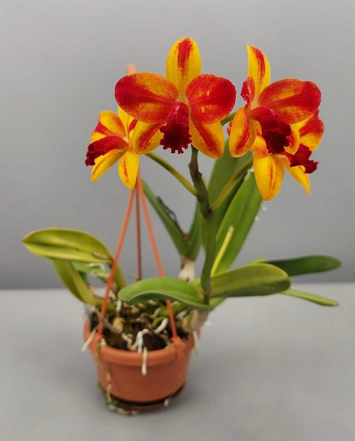 Slc. Barefoot Mailman 'Rainbow'