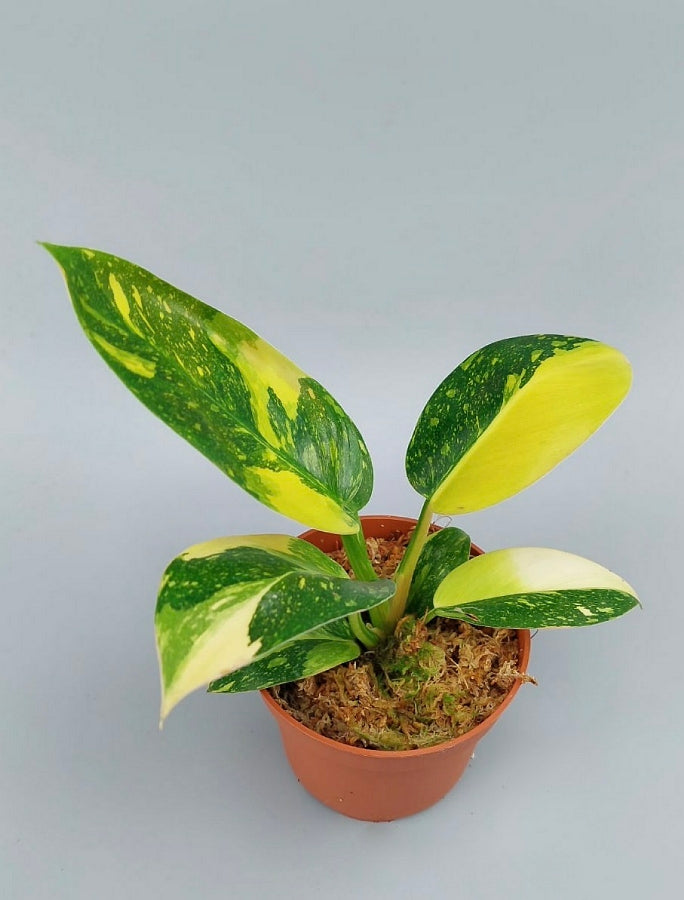 Philodendron Green Congo Marble Variegated "Groß"
