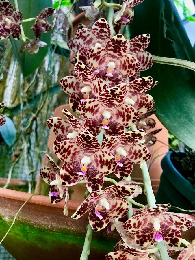 Phalaenopsis gigantea