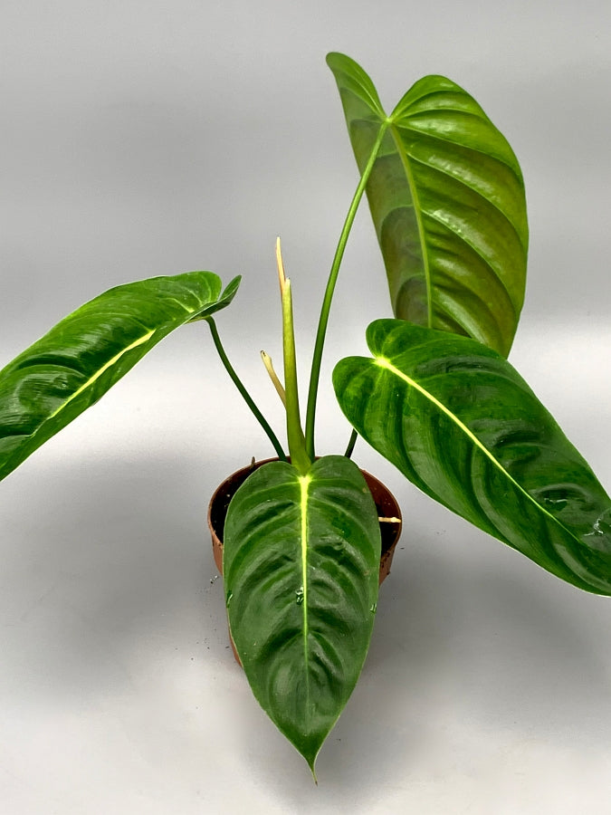 Philodendron esmeraldense "Big Plant"