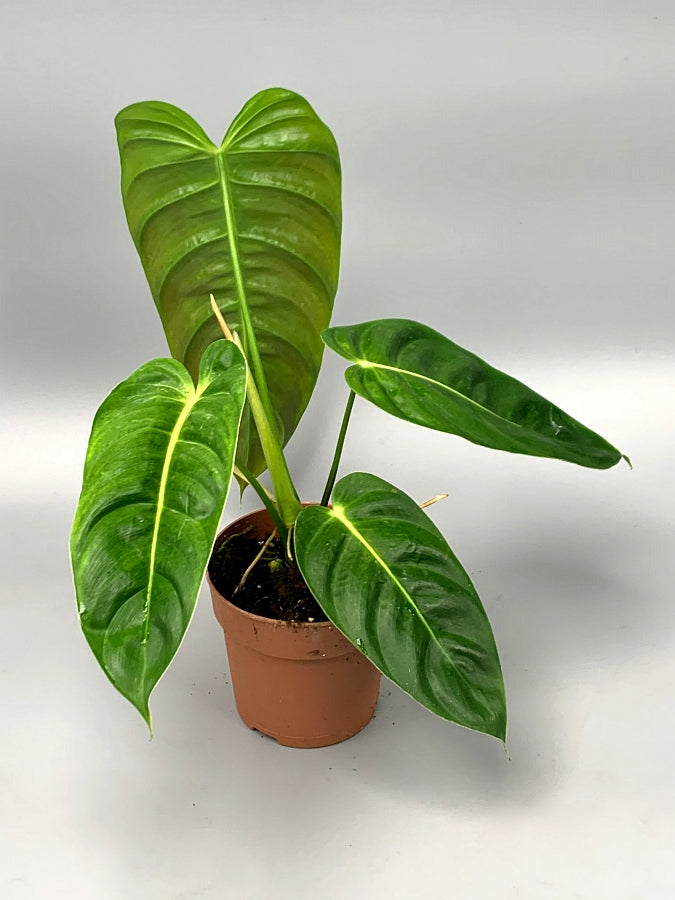Philodendron esmeraldense "Big Plant"