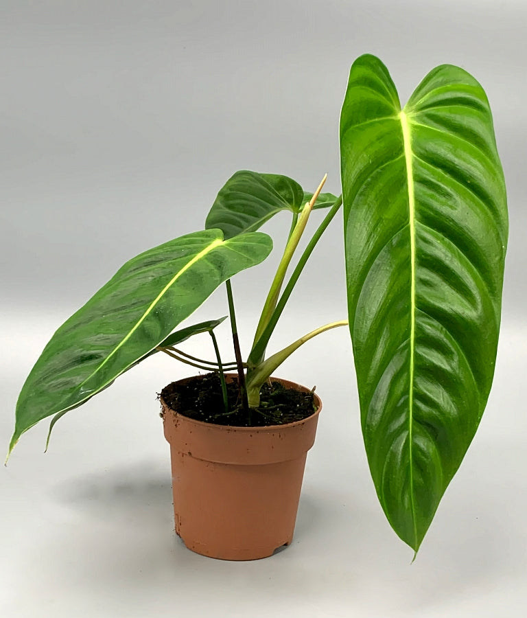 Philodendron esmeraldense "Big Plant"