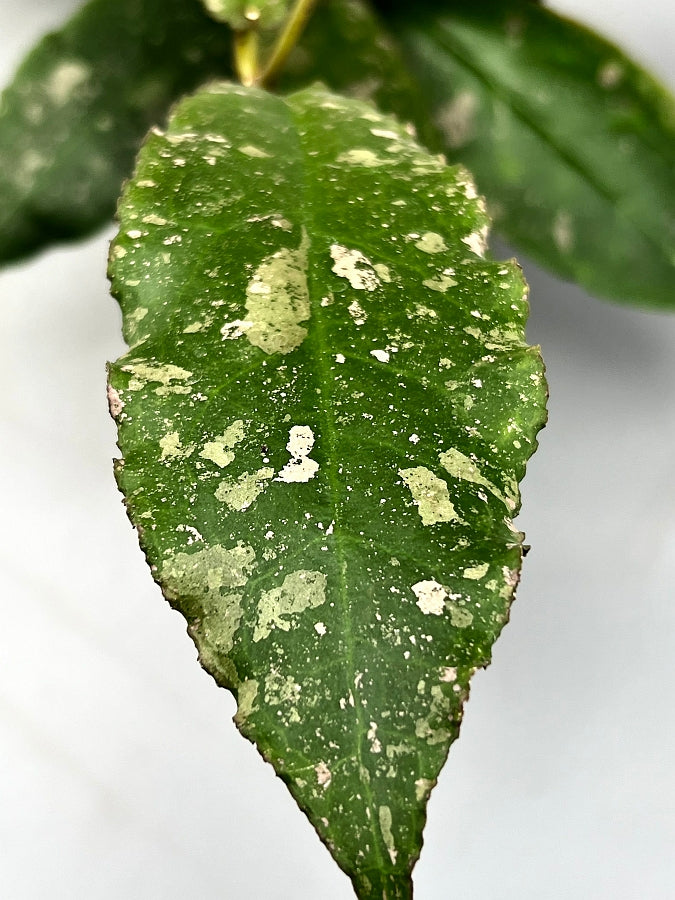 Hoya undulata (2 Leaf Cutting With Stem)