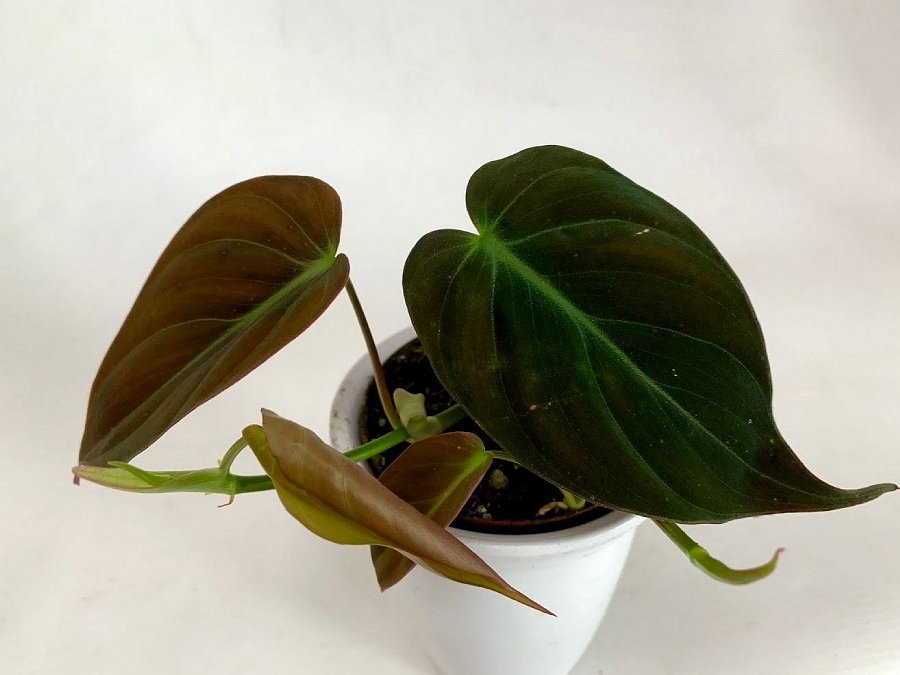 Philodendron Micans