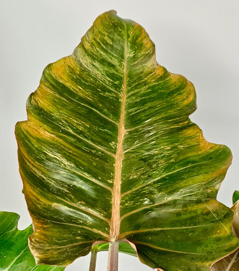 Philodendron Caramel Marble (Camouflage)