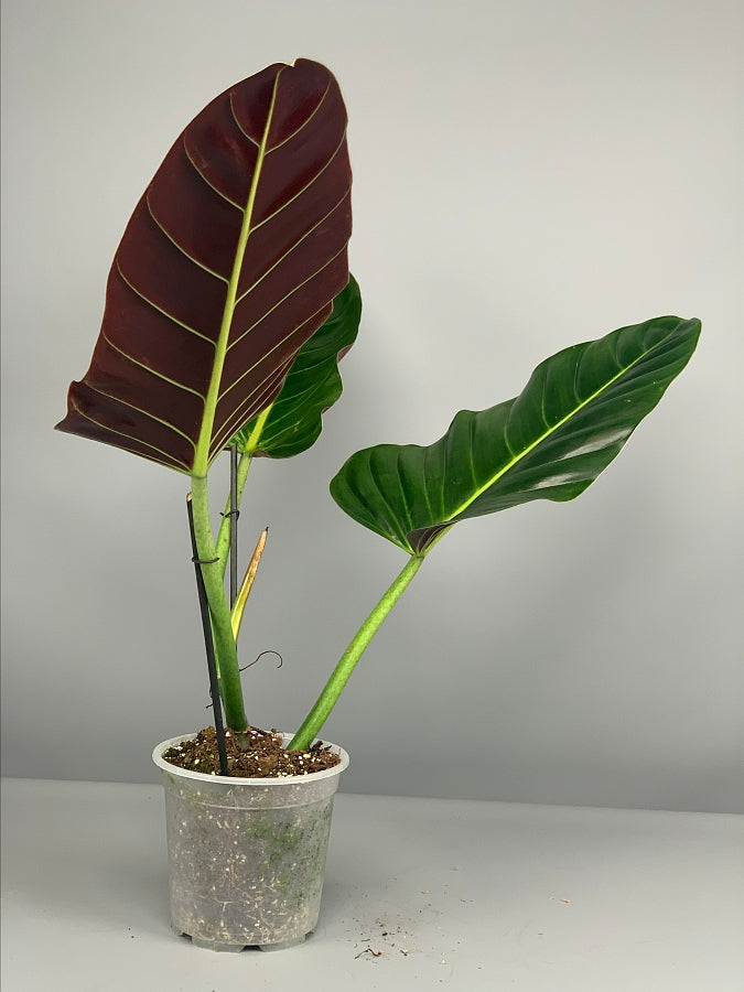 Philodendron subhastatum ‘Tamarindo’