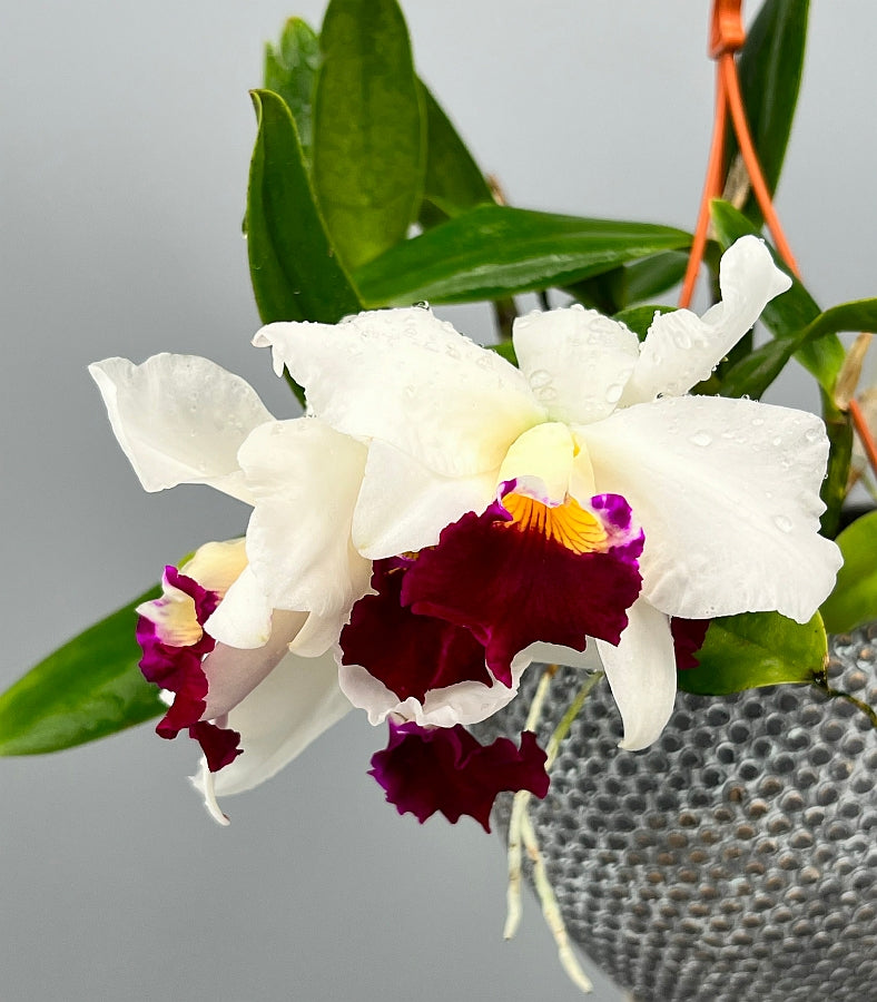 Laelia pumila x Blc. Varut Rittinan