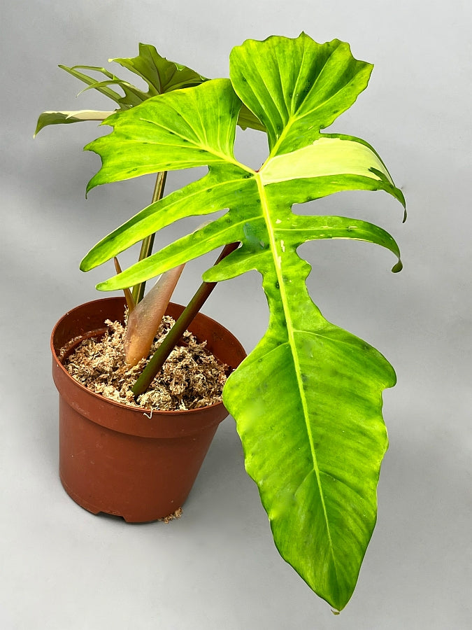 Philodendron "Golden Dragon" variegated albo