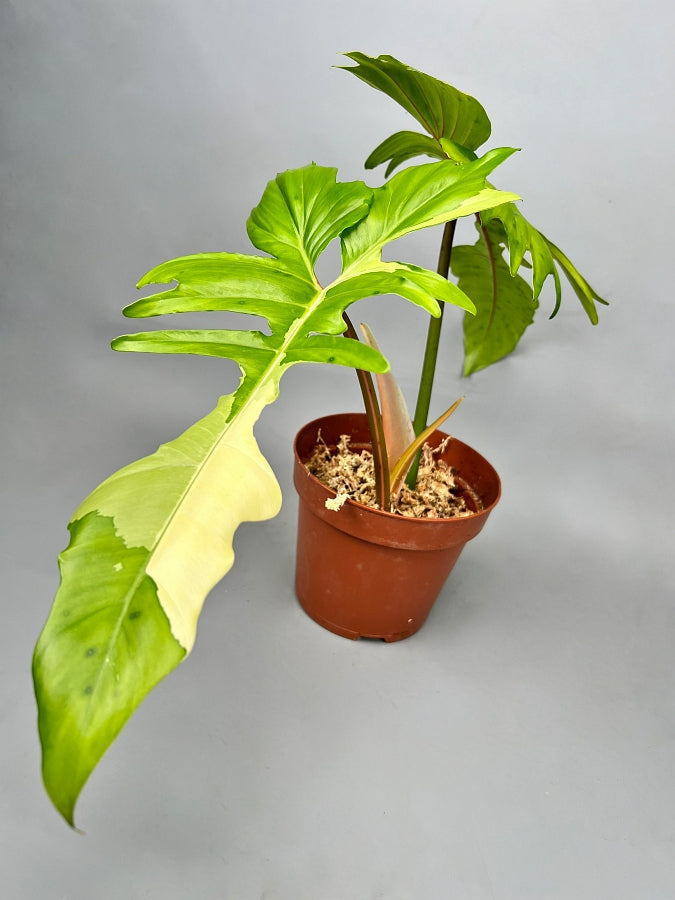 Philodendron "Golden Dragon" variegated albo