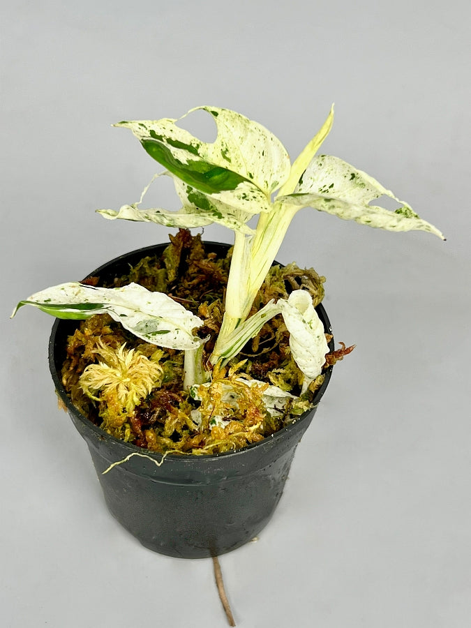 Epipremnum pinnatum marble variegata (Leaf Cutting)