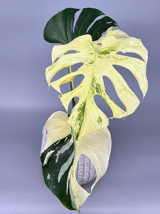 Monstera Full Mint deliciosa borsigiana Variegata