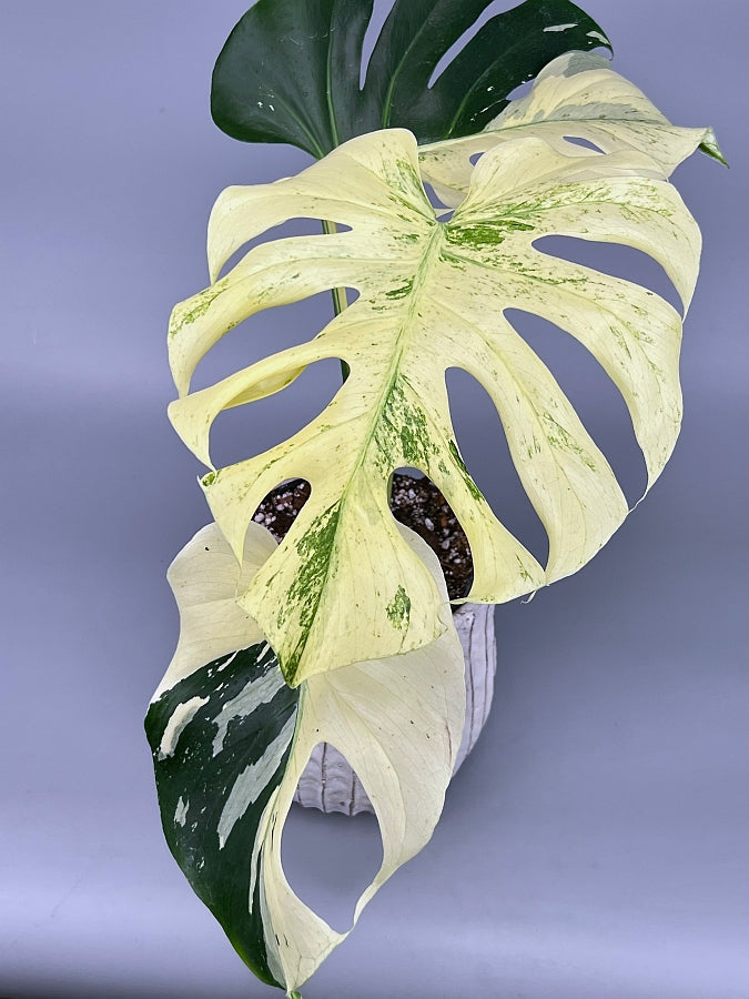 monstera deliciosa variegata kaufen Monstera Full Mint deliciosa borsigiana Variegata