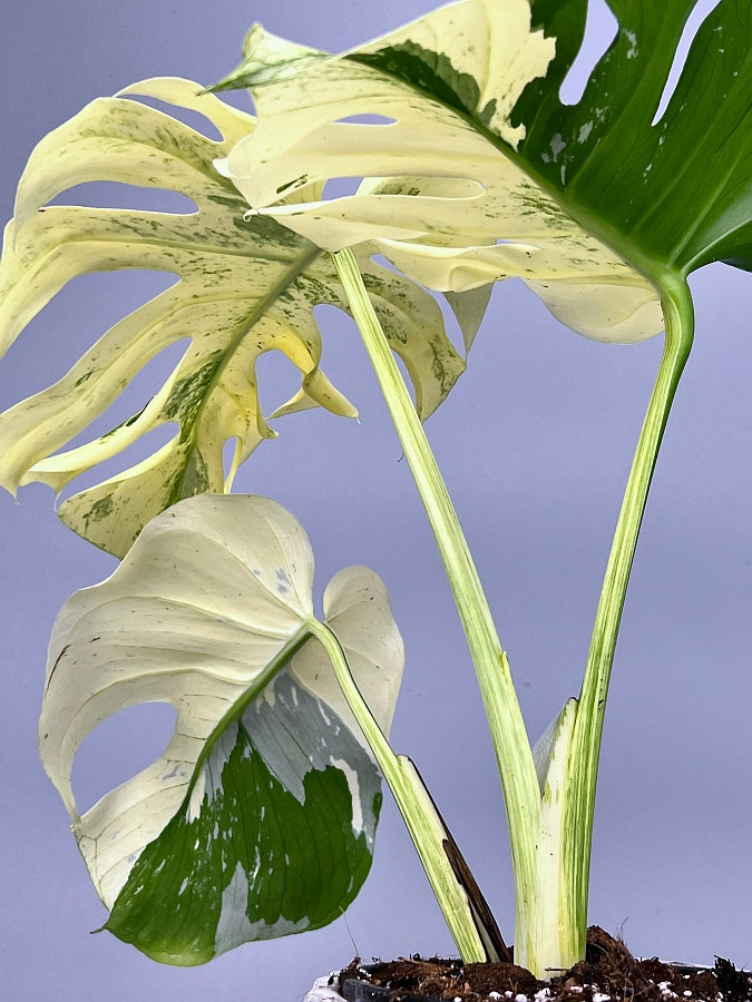 Monstera Full Mint deliciosa borsigiana Variegata