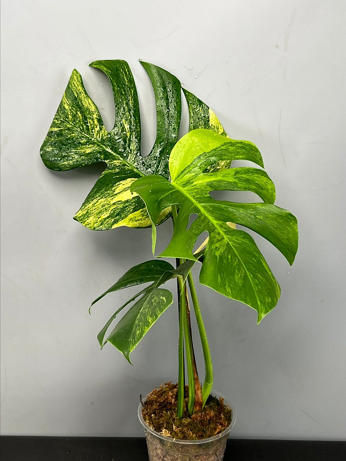 Monstera deliciosa borsigiana variegata aurea (Cutting 1 Leaf)