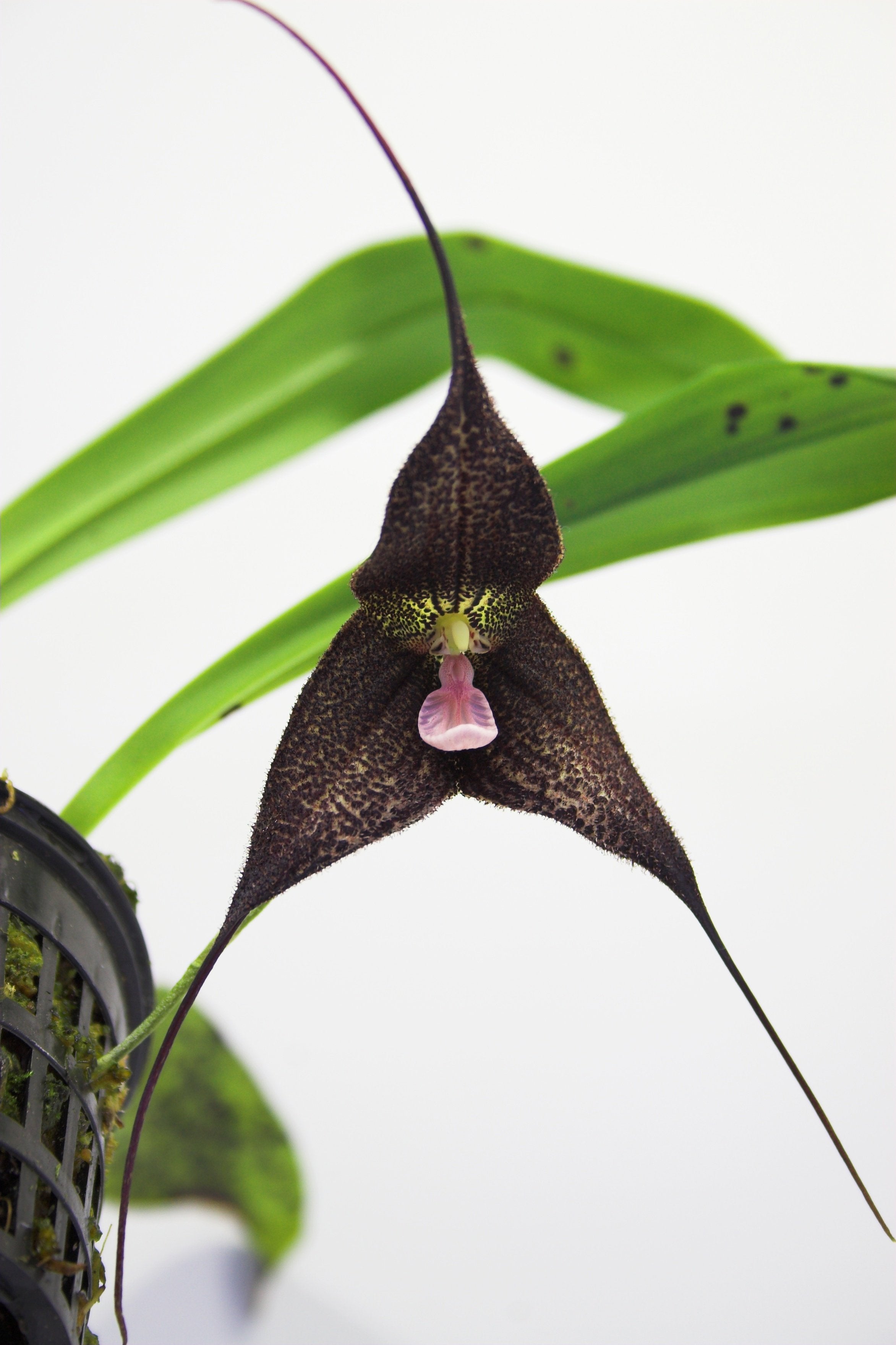 Dracula roezlii (aaporchidee)