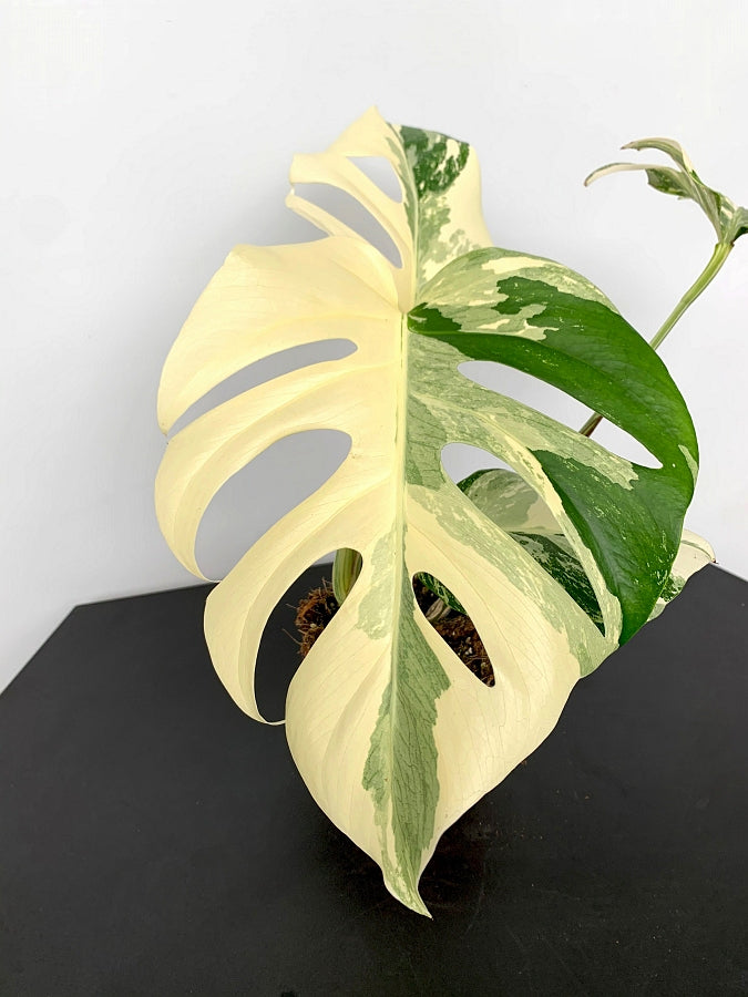 Monstera deliciosa Variegata albo "Half Moon" (5/6 leaves) + Highly variegated