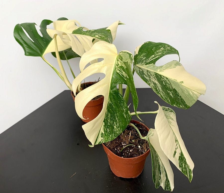 Monstera deliciosa Variegata albo "Half Moon" (5/6 leaves) + Highly variegated