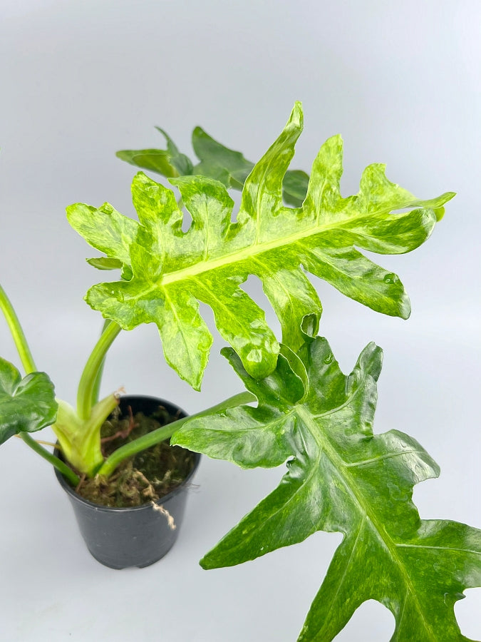 Philodendron Bob Cee variegated close-up