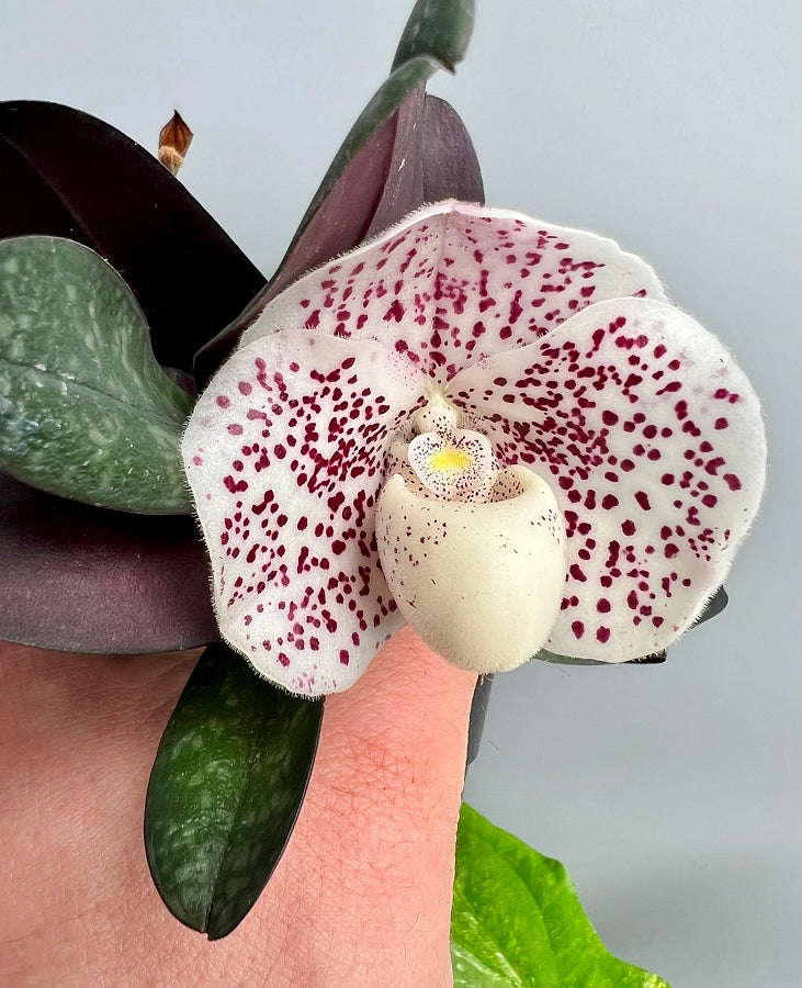 Paphiopedilum niveum x sib (Oriental Express'' x ''New Dimension'')