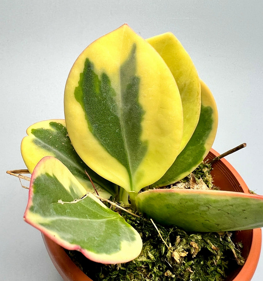 Hoya Pachyclada variegated "White" Big Leaves (Highly Variegated)