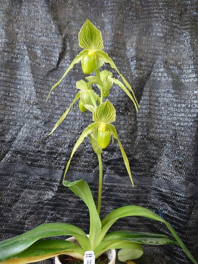 Paphiopedilum Mount Toro fma.album x Saint Within 'Eternal Serenity'HCC/AOS