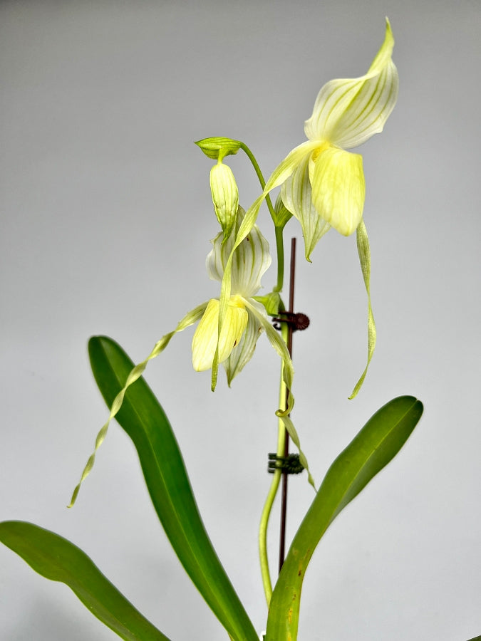 Paphiopedilum Mount Toro fma.album (stonei var album 'Formosa'CHM/TPS x philippinense var album 'Sunlight #5' SM/TPS)