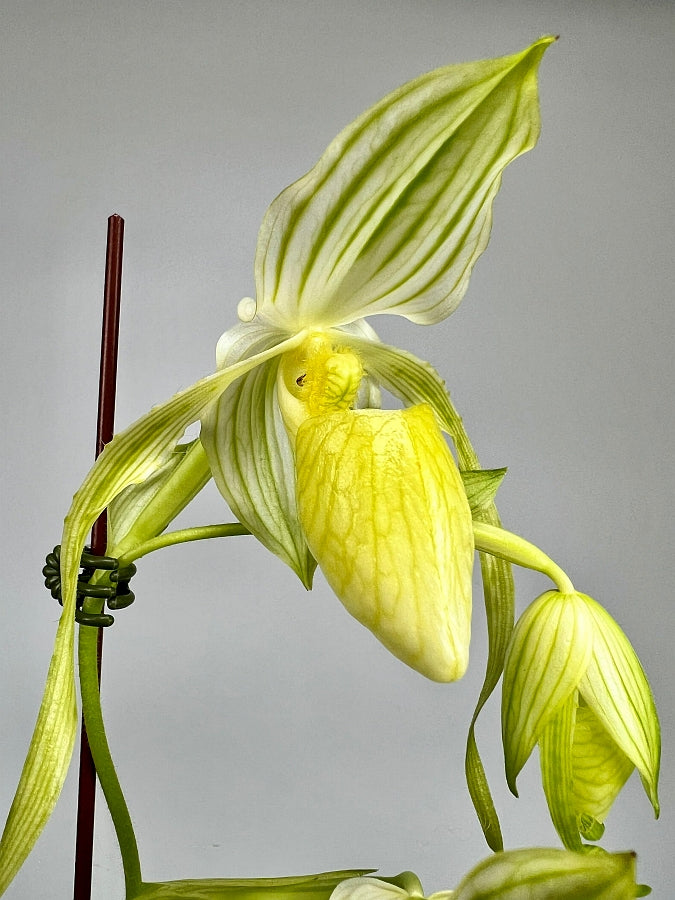 Paphiopedilum Mount Toro fma.album (stonei var album 'Formosa'CHM/TPS x philippinense var album 'Sunlight #5' SM/TPS)