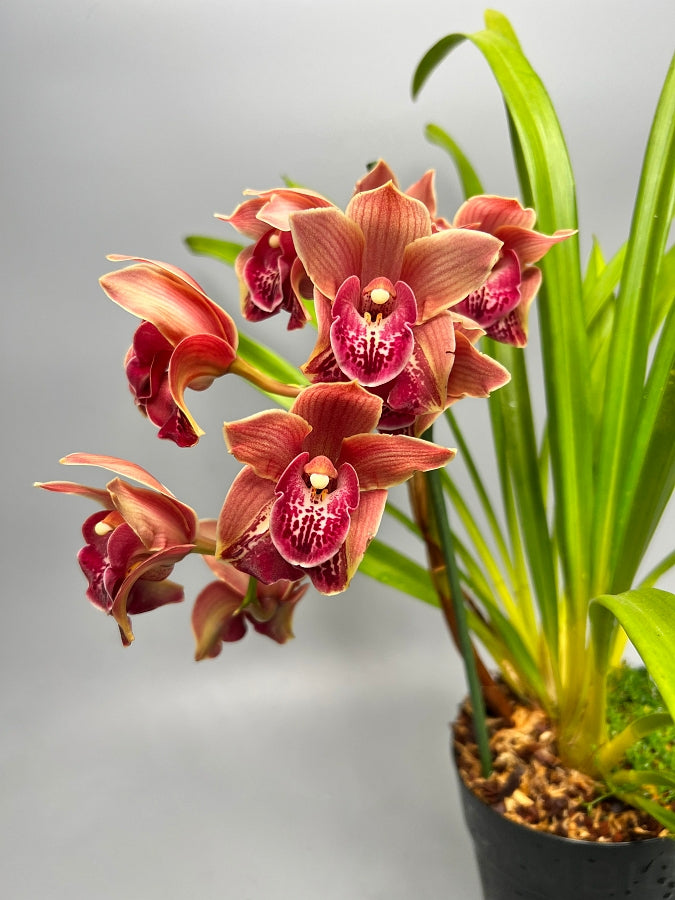 Cymbidium Hot Devon (Peloric)