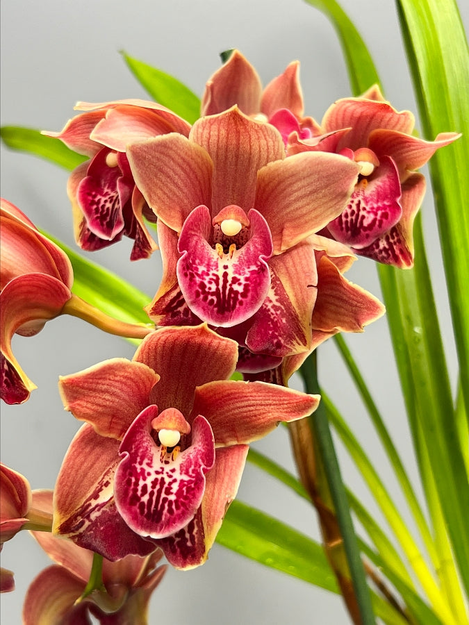 Cymbidium Hot Devon (Peloric)