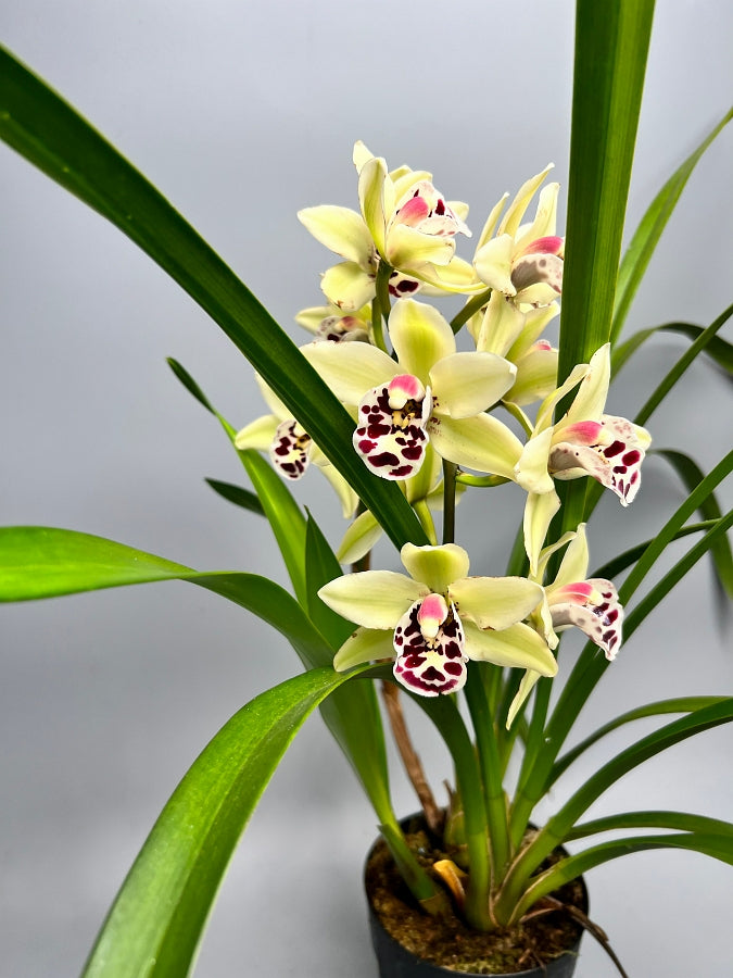 Cymbidium Sally Gap